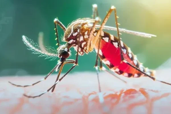 গত ২৪ ঘণ্টায় ডেঙ্গুতে আরও ৯ মৃত্যু