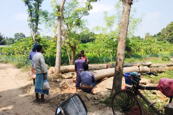 রাজশাহীতে সরকারি রাস্তার ১৪ গাছ উধাও, নীরব প্রশাসন